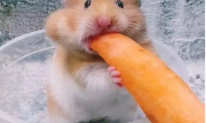 仓鼠可以吃胡萝卜吗
