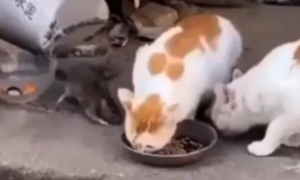 两只猫咪吃饭时，突然出现一只老鼠，接着居然敢在猫口夺食