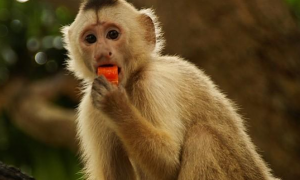 白额卷尾猴吃什么