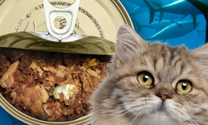 猫一天吃多少g罐头