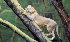狮子在树上瑟瑟发抖，摄影师瞟了眼树下明白了：这是摊上大事了