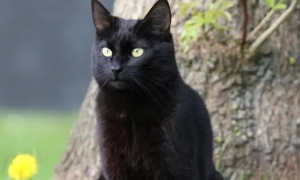 养黑猫有什么说法