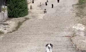 遛狗时遇到8只猫咪拦路，狗狗考虑了许久还是怂了：我们绕道走吧