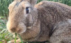 厚尾岩兔可以养几年