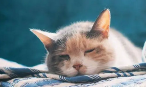猫咪玩累了会像狗一样喘气正常吗为什么