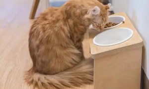 猫咪为什么喜欢吃狗粮