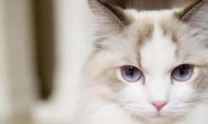 布偶猫的瞳孔是酒红色的吗