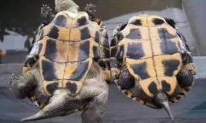 乌龟怎么区分雌还是雄
