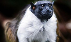 黑白柽柳猴是国家一级保护动物吗