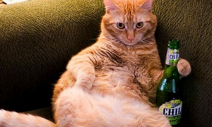 猫咪可不可以喝啤酒