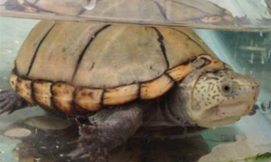 阿拉莫泥龟能活多少年