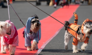 美国北加州小城举办狗狗服装比赛