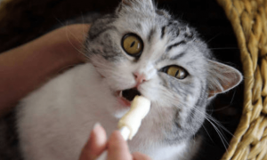 猫咪口腔溃疡吃什么药
