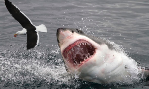英男子遭鲨鱼攻击后被海豚所救，海豚为何会救人？因人长得好看？
