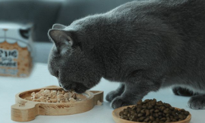 猫可以吃什么零食的食物