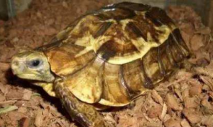 荷叶陆龟能活多少年