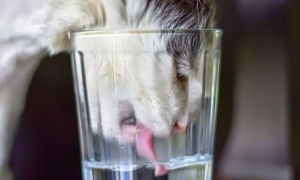 猫咪不喝水怎么办这四种方法拯救你