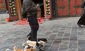 西藏遇到一位老爷爷遛狗，这技术真厉害，都来数数有几只狗