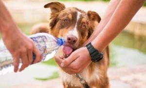 哪些症状会导致狗狗大量饮水