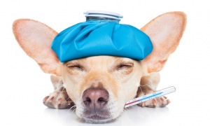 小狗感冒可以吃人吃的感冒药吗