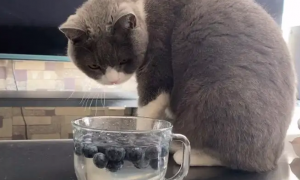 猫吃了一粒蓝莓会死吗