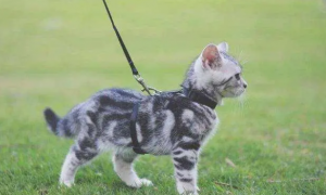 猫咪可以用牵引绳吗