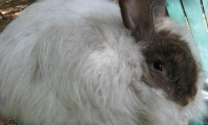 英国安哥拉兔可以养几年