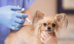 狗狗是必须要打疫苗吗