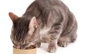 猫罐头为什么是咸的