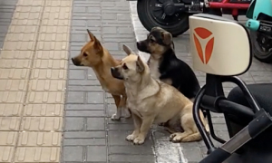 3只流浪狗排排坐在烤鸭店门口，等着投喂！老板：已喂了好多年了