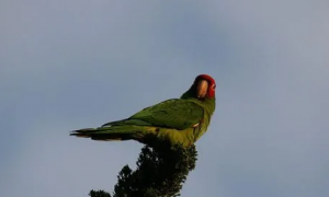 红面具锥尾鹦鹉怎么分辨雌雄