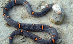 喜玛拉雅白头蛇吃什么