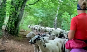 女子在森林里跑步锻炼，就莫名其妙地成为了羊群的天选领头羊