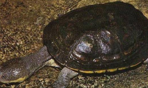 巴西蛇颈龟能活多少年