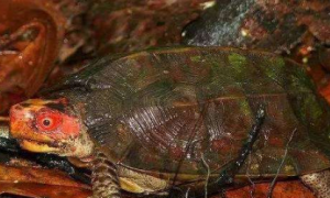 蔗林龟能活多少年