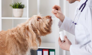 狗狗吃驱虫药有什么不良反应该怎么医治