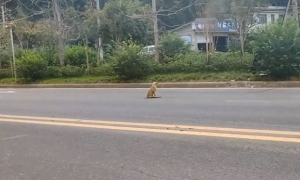 孤独蹲在马路中间的残疾流浪狗，被发现时，它已经在那待了一天