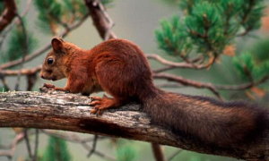 欧洲红松鼠是不是保护动物