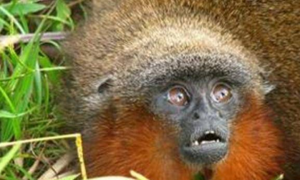卡奎塔红须伶猴吃什么食物