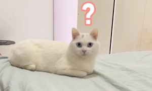 网红李咪饭是什么品种猫