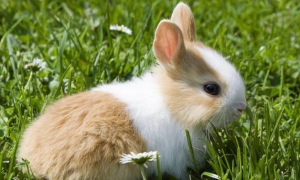 怎样保护宠物兔 笼具的安全