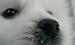 狗流脓鼻涕是什么原因导致的