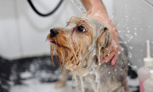 一个月的狗可以洗澡了吗