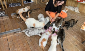 上海这里养了600只猫，被称“猫猫天堂”，太治愈了