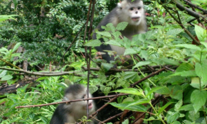 滇金丝猴是保护动物吗