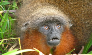 卡奎塔红须伶猴多少钱一只