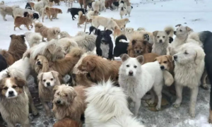 新疆4800多只流浪狗面临断粮，我心如刀绞，希望大家救救它们！