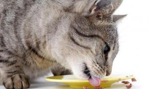 猫咪可以吃狗粮嘛