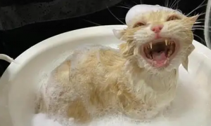 猫打完针以后多久可以洗澡