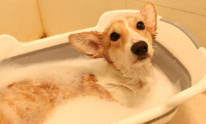 宠物洗澡沐浴露要稀释吗